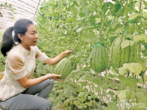 “亮牌計(jì)劃”調(diào)查