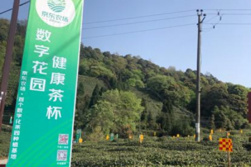 京東農(nóng)場(chǎng)數(shù)字化茶園來(lái)四川了！科技、物流、平臺(tái)“組合拳”助力川茶振興