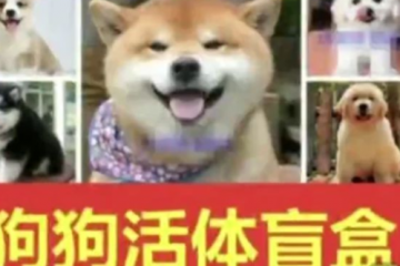 “寵物盲盒”快遞被查封：小貓小狗沒(méi)吃沒(méi)喝，活活憋死！