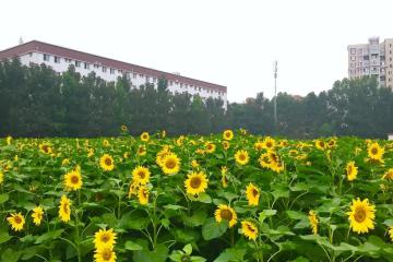 供銷社概念持續(xù)走強(qiáng)，多家上市公司回應(yīng)相關(guān)業(yè)務(wù)情況