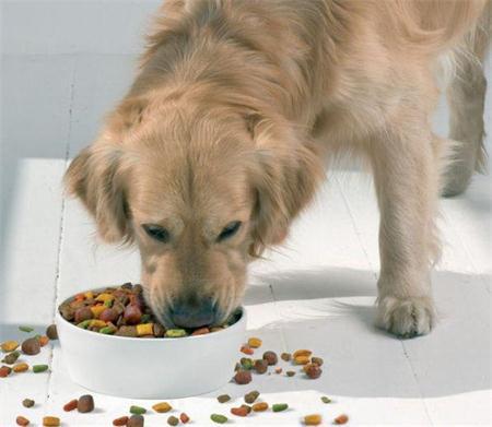 新西蘭進口水族寵物食品犬糧貓糧飼料寵物用品廣州港進口報關(guān)