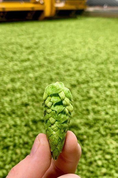 天津港進口俄羅斯啤酒花顆粒精釀自釀啤酒原料紅茶粉報關(guān)清關(guān)