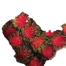 天津港進(jìn)口泰國(guó)荔枝紅毛丹孕婦水果現(xiàn)摘新鮮原產(chǎn)地發(fā)貨報(bào)關(guān)清關(guān)