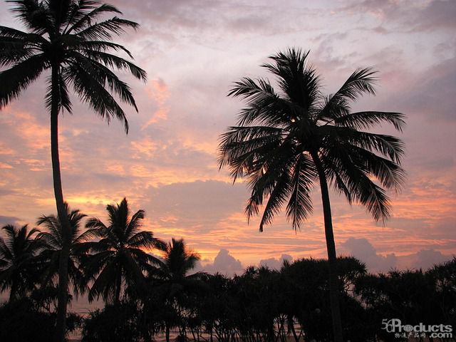 palm-trees-812502_640.jpg